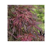 BOTANIC®-Erable du Japon (ACER PALMATUM ORANGEOLA ) Le pot de 7 litres