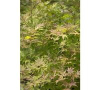 BOTANIC®-Erable du Japon (ACER PALMATUM RETICULATUM RED ) Le pot de 3 litres