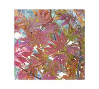 BOTANIC®-Erable du Japon (ACER PALMATUM RETICULATUM RED ) Le pot de 7 litres