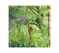 BOTANIC®-Erable du Japon (ACER PALMATUM SANGO KAKU ) Le pot de 30 litres