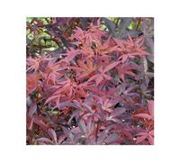 BOTANIC®-Erable du Japon (ACER PALMATUM SKEETERS BROOM ) Le pot de 7 litres