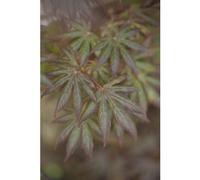 BOTANIC®-Erable du Japon (ACER PALMATUM TROMPENBURG ) Le pot de 3 litres