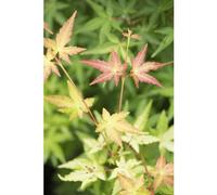 BOTANIC®-Erable du Japon (ACER PALMATUM UENO YAMA ) Le pot de 3 litres