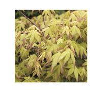 BOTANIC®-Erable du Japon (ACER PALMATUM UENO YAMA ) Le pot de 30 litres
