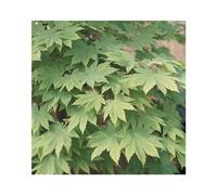 BOTANIC®-Erable du Japon (ACER PALMATUM VITIFOLIUM ) Le pot de 30 litres