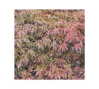 BOTANIC®-Érable du Japon acert palmatum dissectum rubrifolium coloris vert. Le pot de 15 litres