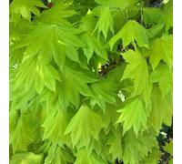 BOTANIC®-Érable du Japon Aureum (Acer Shirasawanum) Le pot de 30 litres