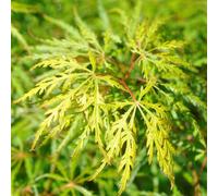 BOTANIC®-Érable du Japon demi-sec vert. Le pot de 7 litres