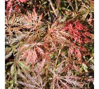 BOTANIC®-Erable du Japon. Le pot de 7 litres.