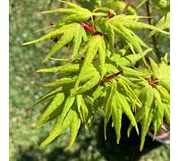 BOTANIC®-Érable du Japon Mikawa Yatsubusa (Acer Palmatum). Le pot de 30 litres