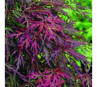 BOTANIC®-Érable du Japon ‘Orangeola’ - Le pot de 3 litres