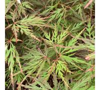 BOTANIC®-Erable du Japon Orangeola. Le pot de 30 litres