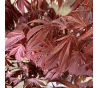 BOTANIC®-Érable du Japon Oregon Sunset rouge. Le pot de 5 litres