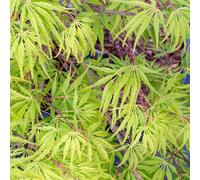 BOTANIC®-Erable du Japon rouge palissé sur structure métallique prêt à poser. Le pot de 18 litres