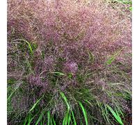 BOTANIC®-Eragrostide Brillante verte botanic. Le pot de 4 litres