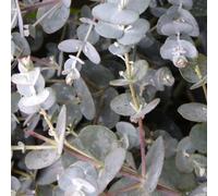 BOTANIC®-Eucalyptus Gunnii France Touffe bleu en pot de 3 L
