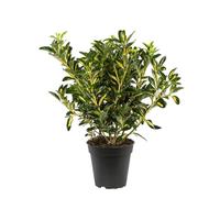 BOTANIC®-Euonymus Jap.Luna - Le pot de 1 litre