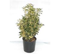 BOTANIC®-Euonymus Japonicus Aureopictus jaune 50/60 cm en pot de 10 L