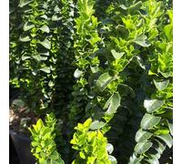 BOTANIC®-Euonymus Japonicus Benkomoki vert 80/100 en pot de 18 L