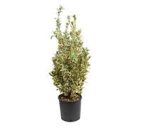 BOTANIC®-Euonymus Japonicus Bravo vert 40/60 cm en pot de 10 L