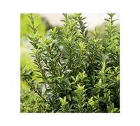BOTANIC®-Euonymus japonicus microphyllius vert en pot de 3 L