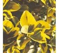 BOTANIC®-Euonymus variés - Le pot de 10,5 cm
