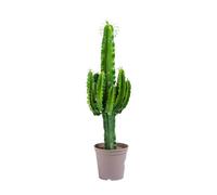 BOTANIC®-Euphorbe d'Erythrée 100 cm. Le pot de 22 cm