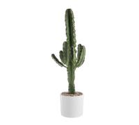 BOTANIC®-Euphorbia Érythrea en pot blanc émaillé H 30 x diamètre 20 cm