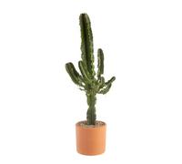 BOTANIC®-Euphorbia Erythrea en pot de terre cuite diamètre 20 cm