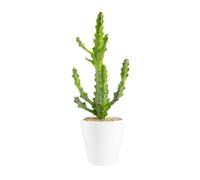 BOTANIC®-Euphorbia mayuranathanii en pot blanc émaillé H 20 x diamètre 15 cm