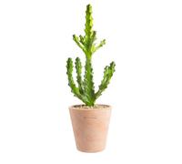 BOTANIC®-Euphorbia mayuranathanii en pot terre cuite H 20 x diamètre 20 cm