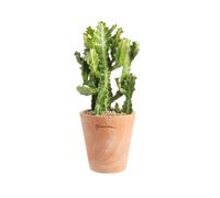 BOTANIC®-Euphorbia pseudocactus en pot terre cuite H 10 x diamètre 15 cm