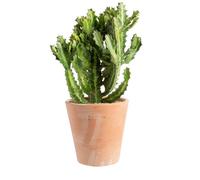 BOTANIC®-Euphorbia pseudocactus en pot terre cuite H 10 x diamètre 20 cm