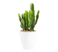 BOTANIC®-Euphorbia triangularis en pot blanc émaillé H 10 x diamètre 15 cm