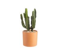 BOTANIC®-Euphorbia triangularis en pot Terre cuite H 10 x diamètre 15 cm