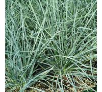 BOTANIC®-Fétuque bleue ou Festuca glauca. Le pot de 2 litres