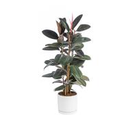 BOTANIC®-Ficus elastica Abidjan 3 pieds vert en pot blanc émaillé botanic. Le pot diamètre 24 cm