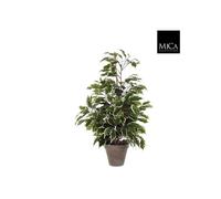 BOTANIC®-Ficus Exotica vert panaché plante artificielle en pot gris H 65 x diamètre 60 cm
