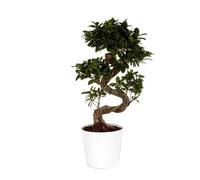 BOTANIC®-Ficus Microcarpa Ginseng 70 cm avec cache pot diamètre 22 cm