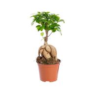 BOTANIC®-Ficus Microcarpa Ginseng pot diamètre12xH20 cm
