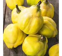 BOTANIC®-Figuier Madeleine Des 2 Saisons. Le pot de 5,5 litres