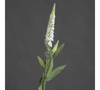 BOTANIC®-Fleur artificielle véronique branche crème