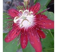 BOTANIC®-Fleur de la passion ou Passiflore tipi. Le pot de 3 litres