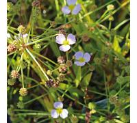 BOTANIC®-Flûteau fausse renoncule godet 9x9 cm