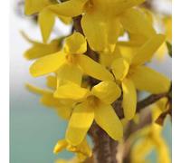 BOTANIC®-Forsythia Intermedia Weekend - Pot de 10L