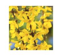 BOTANIC®-Forsythia jaune - Pot de 7L