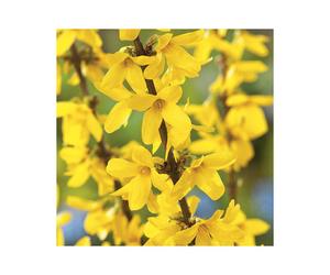 BOTANIC®-Forsythia jaune - Pot de 7L