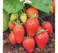 BOTANIC®-Fraisier 'Ciflorette' Bio. La motte de 7x7 cm
