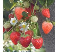 BOTANIC®-Fraisier 'Cijosée' Bio. La motte de 7x7 cm