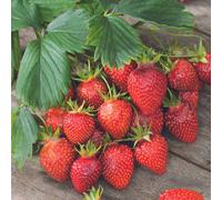 BOTANIC®-Fraisier 'Gariguette' Bio. La motte de 7x7 cm